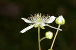 Bristly dewberry